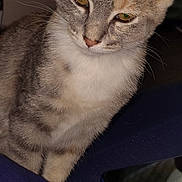 Sassman joined the competition — help win amazing prizes! animal, cat, closeup, cream, curious, domestic, ears, fabric, feline, fur, gray, home, indoor, looking, pet, portrait, resting, smartphone, soft, whiskers