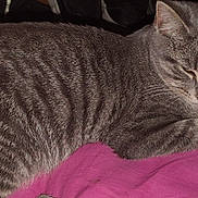 Smokie is registered to the contest to win money with this photo: cat, tabby, grey_cat, striped, pet, sleepy, indoor, blanket, pink_blanket, feline, animal, resting, cozy, cute, whiskers, paw, fur, closeup, comfort, relaxation