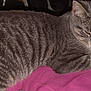 animal, blanket, cat, closeup, comfort, cozy, cute, feline, fur, grey_cat, indoor, paw, pet, pink_blanket, relaxation, resting, sleepy, striped, tabby, whiskers
