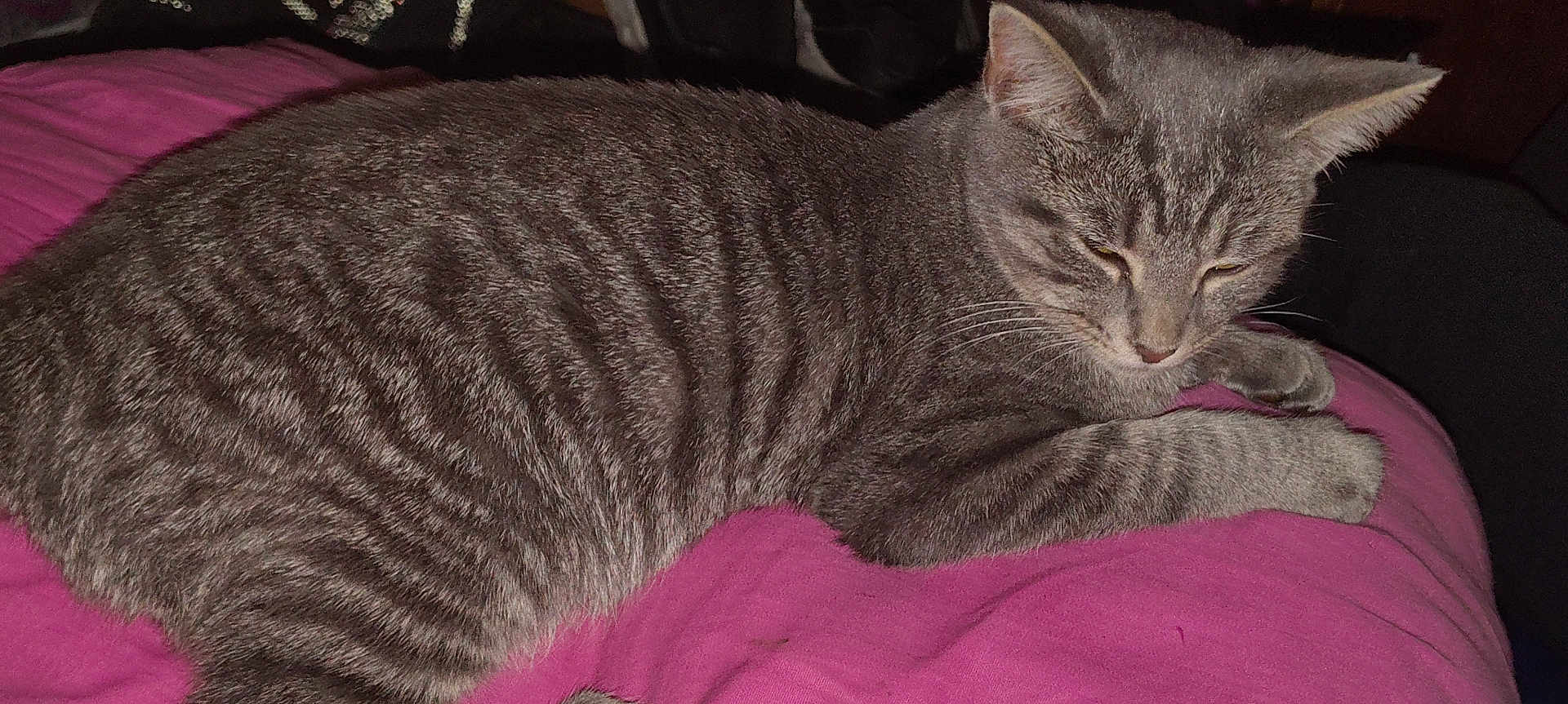 Smokie is registered to the contest to win money with this photo: cat, tabby, grey_cat, striped, pet, sleepy, indoor, blanket, pink_blanket, feline, animal, resting, cozy, cute, whiskers, paw, fur, closeup, comfort, relaxation