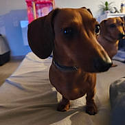 Vanille participe au concours pour gagner de l'argent avec cette photo : dog, dachshund, pet, indoor, bed, animal, cute, brown, canine, furry, companion, relaxing, two_dogs, domestic, snout, collar, curious, background, soft_fabric, home