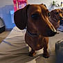 dog, dachshund, pet, indoor, bed, animal, cute, brown, canine, furry, companion, relaxing, two_dogs, domestic, snout, collar, curious, background, soft_fabric, home