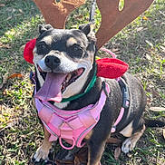 Tally Lanier joined the competition — help win amazing prizes! animal, black_and_tan, canine, costume, dog, festive, grass, happy, harness, holiday, leash, nature, outdoor, pet, playful, reindeer_antlers, small_dog, smiling, sunlight, tongue_out