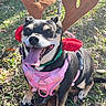 animal, black_and_tan, canine, costume, dog, festive, grass, happy, harness, holiday, leash, nature, outdoor, pet, playful, reindeer_antlers, small_dog, smiling, sunlight, tongue_out