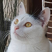 Jaya a rejoint le concours — aidez-le/la à gagner de superbes lots ! animal, cat, close_up, curious, ears, face, feline, fur, golden_eyes, indoors, looking_up, mammal, net, nose, pet, portrait, texture, whiskers, white_cat, wood