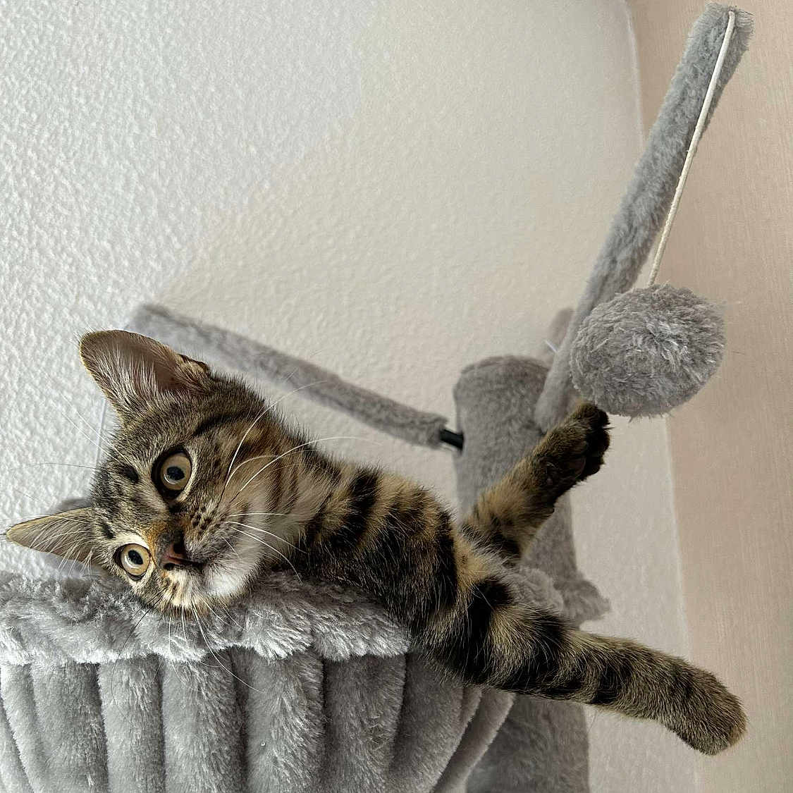 Rocky a rejoint le concours — aidez-le/la à gagner de superbes lots ! cat, cat_hammock, closeup, cozy, curious, feline, fur, gray, home, indoor, kitten, paws, pet, playful, relaxed, stretching, tabby, toy, wall, whiskers