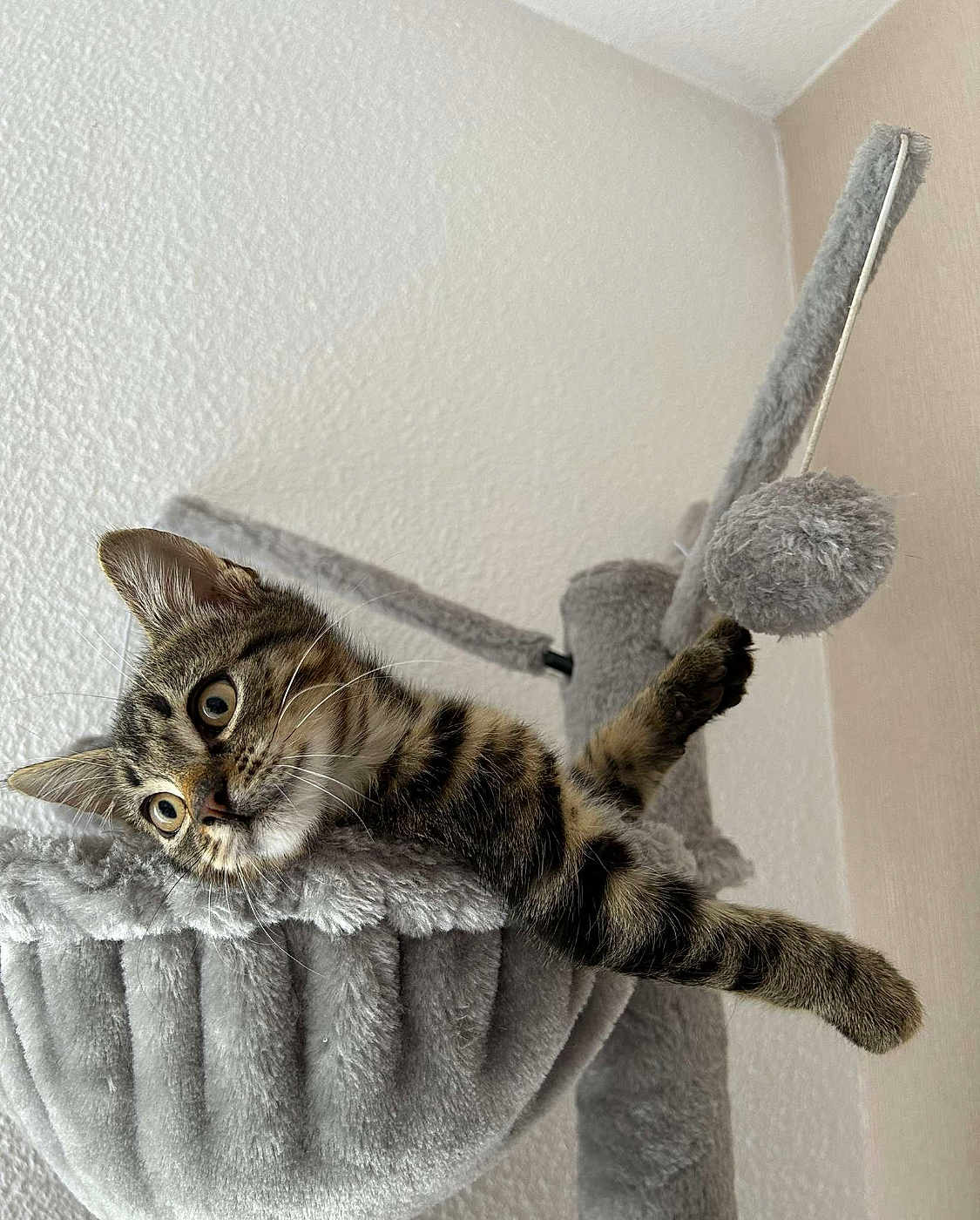 Rocky a rejoint le concours — aidez-le/la à gagner de superbes lots ! cat, kitten, tabby, cat_hammock, toy, paws, stretching, indoor, pet, feline, curious, cozy, gray, fur, whiskers, closeup, playful, home, wall, relaxed