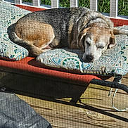 Bouncer joined the competition — help win amazing prizes! dog, sleeping, outdoor, cushion, pattern, wooden_deck, sunlight, grass, pet, resting, beagle, closeup, relaxation, animal, fence, daylight, texture, shadow, calm, comfort