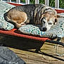 dog, sleeping, outdoor, cushion, pattern, wooden_deck, sunlight, grass, pet, resting, beagle, closeup, relaxation, animal, fence, daylight, texture, shadow, calm, comfort