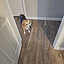 Bouncer is registered to the contest to win money with this photo: beagle, dog, pet, hallway, door, wood_floor, flooring, indoor, curious, animal, canine, looking_up, white_door, home, floor, domestic, companion, standing, brown, black