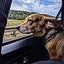 dog, car, window, ear_flap, outdoor, nature, sky, clouds, greenery, road, guardrail, collar, pet, animal, side_view, travel, scenery, canine, daytime, vehicle_interior