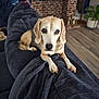Bouncer is registered to the contest to win money with this photo: dog, beagle, pet, couch, blanket, indoor, living_room, fireplace, decorations, pumpkin, wood_floor, plant, cozy, animal, fur, ears, eyes, resting, home, comfort
