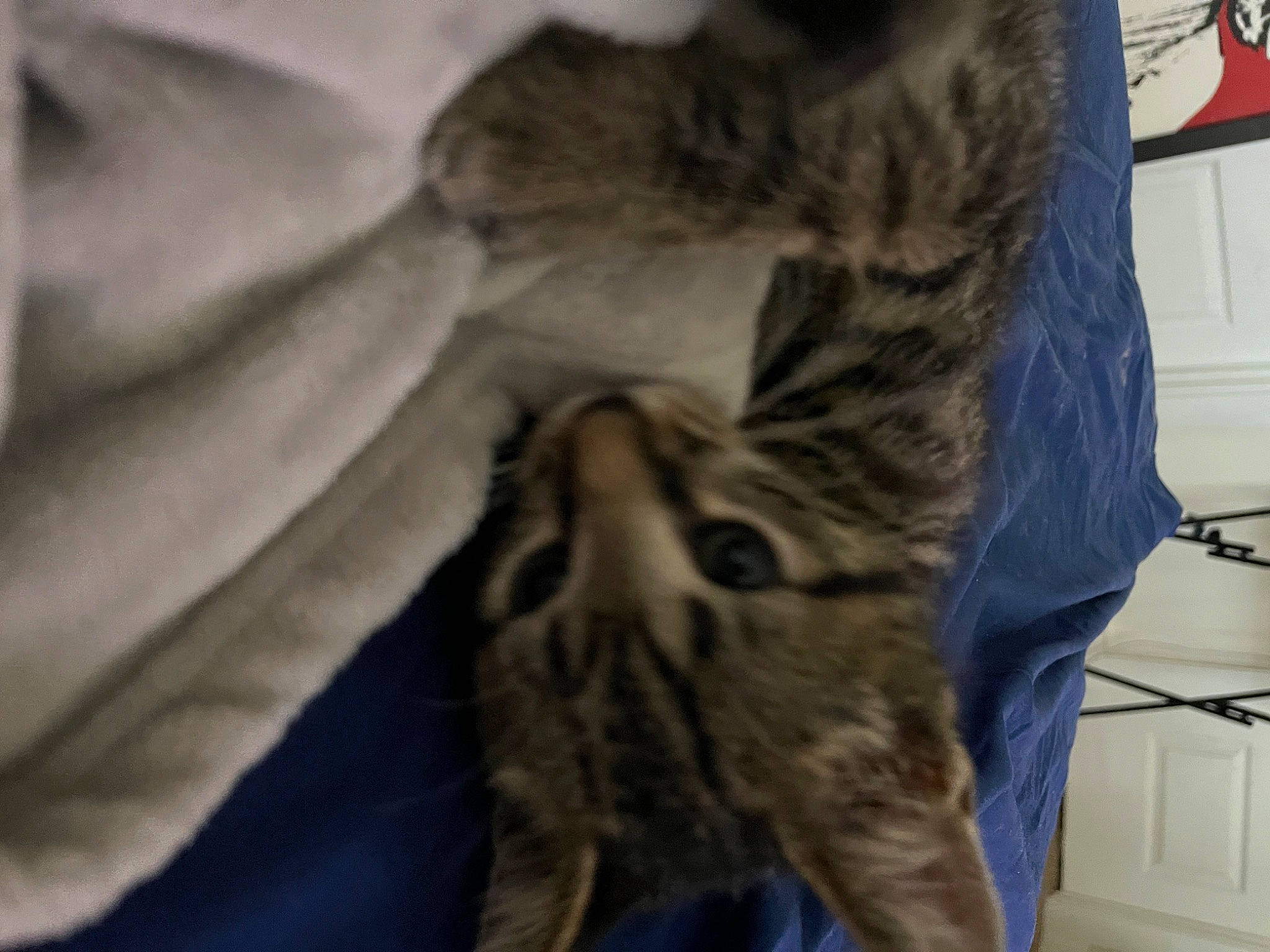 Joel joined the competition — help win amazing prizes! carnivore, cat, claw, comfort, domestic_short_haired_cat, fawn, felidae, foot, fur, grey, human_leg, linens, pattern, paw, small_to_medium_sized_cats, snout, tail, terrestrial_animal, whiskers, wildlife