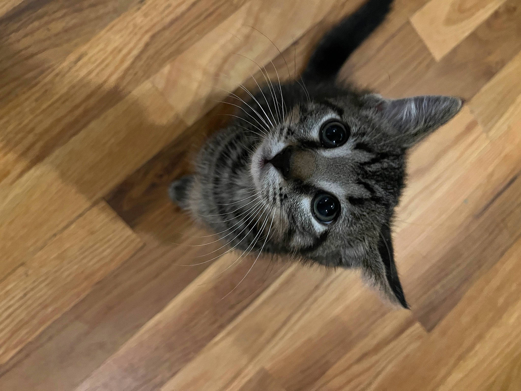 Joel joined the competition — help win amazing prizes! carnivore, cat, domestic_short_haired_cat, felidae, floor, flooring, grey, hardwood, laminate_flooring, paw, plank, plywood, small_to_medium_sized_cats, snout, tail, varnish, whiskers, wood, wood_flooring, wood_stain