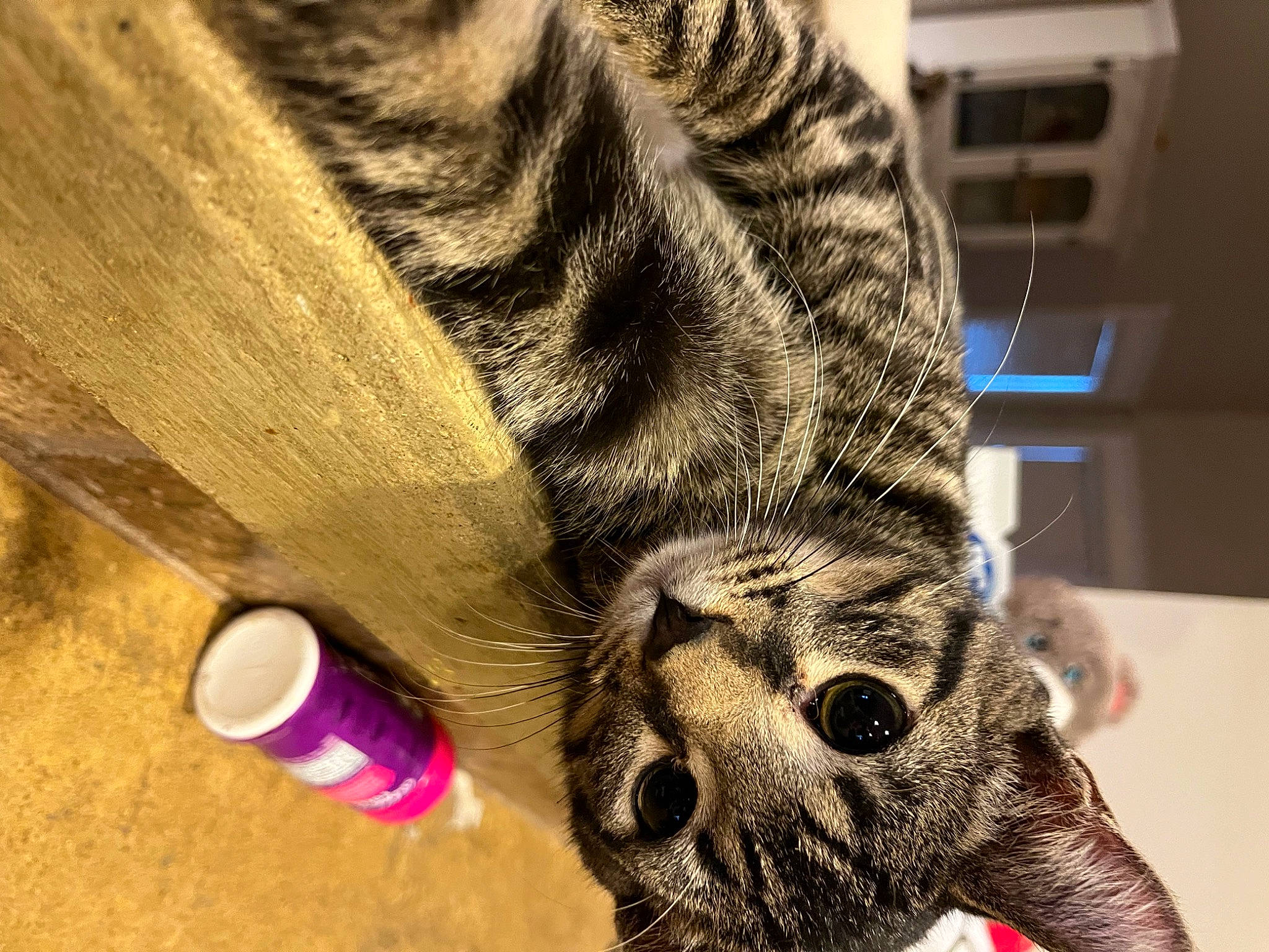 Joel joined the competition — help win amazing prizes! carnivore, cat, claw, close_up, domestic_short_haired_cat, fawn, felidae, finger, foot, fur, human_leg, leg, nail, paw, small_to_medium_sized_cats, snout, tail, terrestrial_animal, whiskers, wood