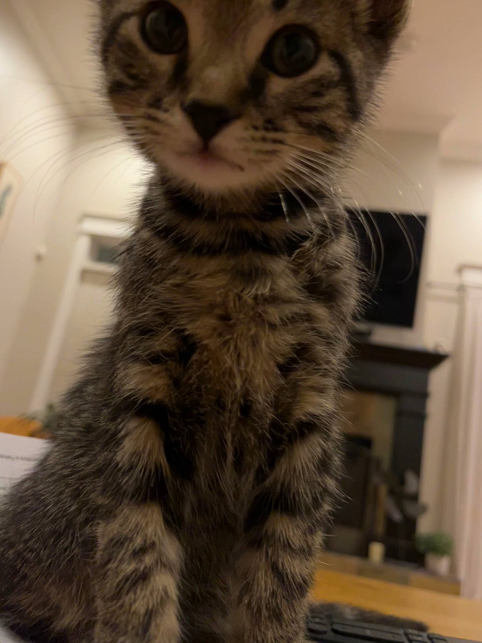 Joel joined the competition — help win amazing prizes! carnivore, cat, domestic_short_haired_cat, felidae, fur, monochrome, monochrome_photography, paw, photography, small_to_medium_sized_cats, snout, tail, terrestrial_animal, whiskers