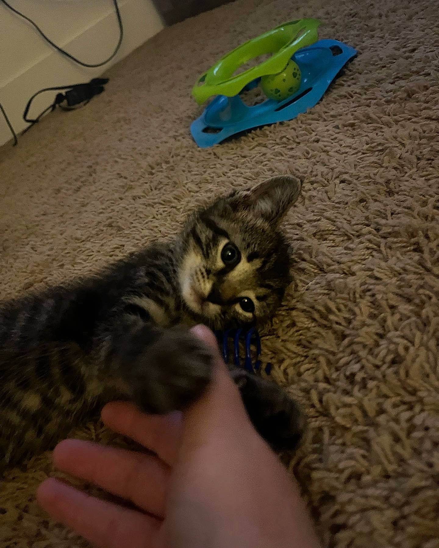 Joel joined the competition — help win amazing prizes! carnivore, cat, claw, comfort, domestic_short_haired_cat, felidae, flooring, fur, mammal, nail, paw, sitting, small_to_medium_sized_cats, tail, terrestrial_animal, vertebrate, whiskers