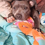 Polska participe au concours pour gagner de l'argent avec cette photo : bed, bedding, blanket, colorful, cozy, cute, dog, ears, eyes, face, gray_dog, indoors, lying_down, nose, paws, pet, portrait, puppy, resting, sleepy