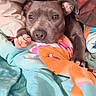 bed, bedding, blanket, colorful, cozy, cute, dog, ears, eyes, face, gray_dog, indoors, lying_down, nose, paws, pet, portrait, puppy, resting, sleepy