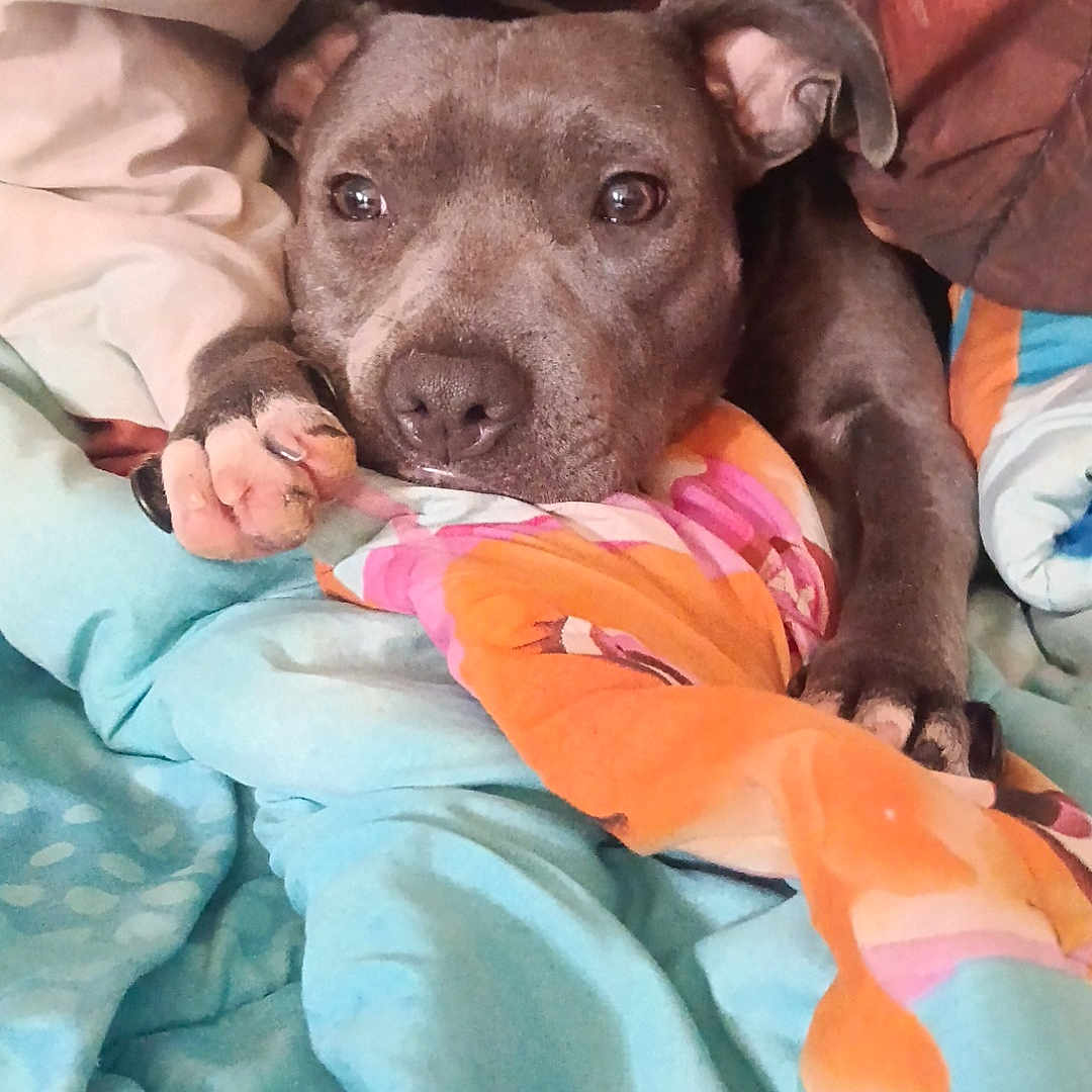 Polska participe au concours pour gagner de l'argent avec cette photo : bed, bedding, blanket, colorful, cozy, cute, dog, ears, eyes, face, gray_dog, indoors, lying_down, nose, paws, pet, portrait, puppy, resting, sleepy