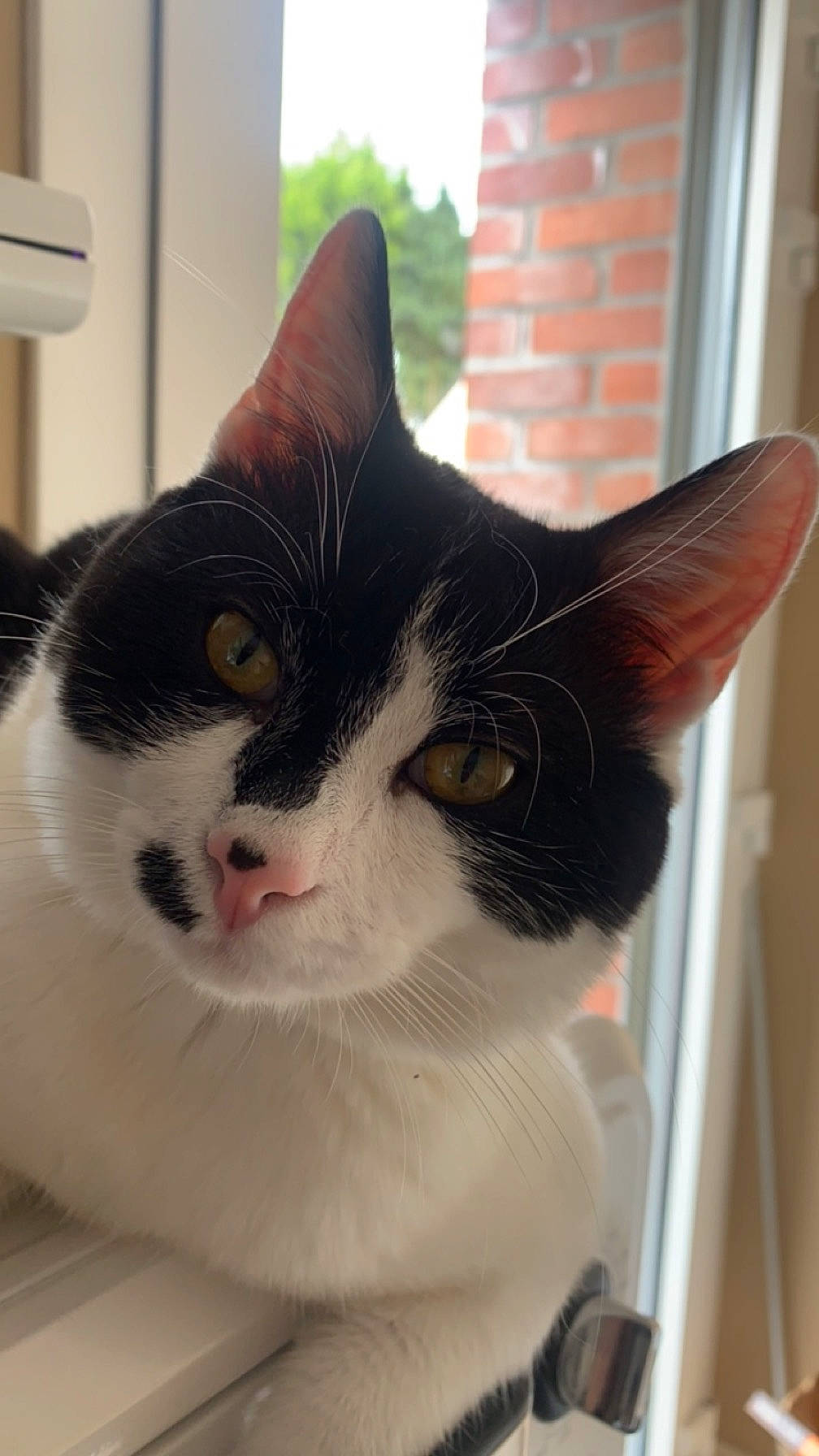 Mon Fils a rejoint le concours — aidez-le/la à gagner de superbes lots ! carnivore, cat, comfort, domestic_short_haired_cat, eye, felidae, fixture, fur, iris, pet_supply, small_to_medium_sized_cats, snout, tail, terrestrial_animal, whiskers, window