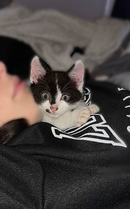 Mon Fils a rejoint le concours — aidez-le/la à gagner de superbes lots ! carnivore, cat, comfort, darkness, domestic_short_haired_cat, felidae, fur, grey, linens, monochrome, monochrome_photography, paw, sitting, small_to_medium_sized_cats, snout, tree, whiskers