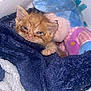 animal, blanket, cardboard_box, close_up, comfort, cozy, cute, feline, fur, indoor, kitten, orange_cat, pet, plush_toy, resting, sleepy, small, soft_texture, wrapped, young_animal