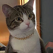 Arlo is registered to the contest to win money with this photo: cat, tabby, pet, indoor, couch, chain, gold, feline, animal, curious, sitting, portrait, domestic, light, door, window, home, furniture, whiskers, fur