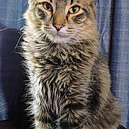 Babyg joined the competition — help win amazing prizes! cat, tabby, fluffy, feline, pet, animal, whiskers, ears, fur, sitting, curious, indoor, portrait, cute, furry, closeup, domestic_cat, looking, wooden_surface, background