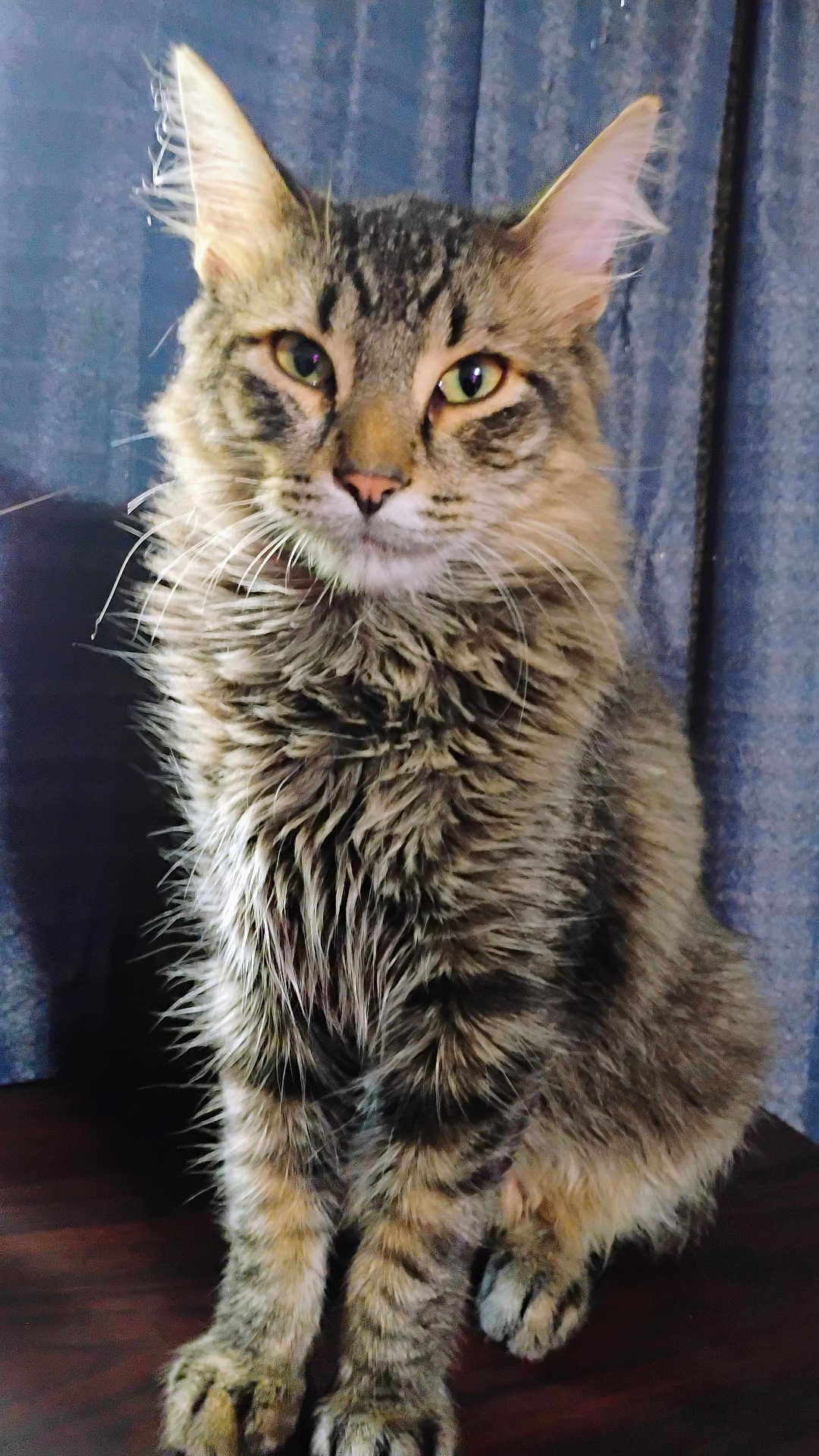 Babyg joined the competition — help win amazing prizes! cat, tabby, fluffy, feline, pet, animal, whiskers, ears, fur, sitting, curious, indoor, portrait, cute, furry, closeup, domestic_cat, looking, wooden_surface, background