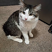 Tuxedo joined the competition — help win amazing prizes! cat, feline, pet, indoor, carpet, whiskers, green_eyes, white_fur, tabby, sitting, looking_up, paws, ears, curious, domestic_animal, nose, long_fur, portrait, home_interior, closeup