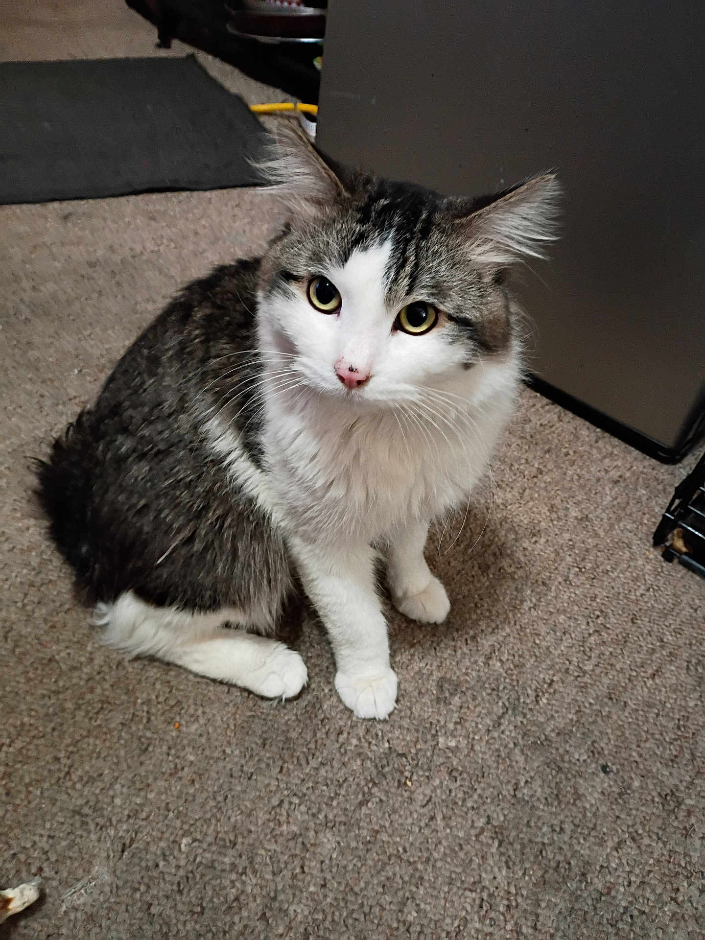 Tuxedo joined the competition — help win amazing prizes! cat, feline, pet, indoor, carpet, whiskers, green_eyes, white_fur, tabby, sitting, looking_up, paws, ears, curious, domestic_animal, nose, long_fur, portrait, home_interior, closeup