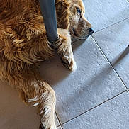 Balou participe au concours pour gagner de l'argent avec cette photo : animal, calm, canine, chair_leg, dog, floor, fur, golden_retriever, indoor, light, lying_down, muzzle, paw, pet, relaxed, resting, shadow, side_view, tile_floor, whiskers