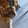 animal, calm, canine, chair_leg, dog, floor, fur, golden_retriever, indoor, light, lying_down, muzzle, paw, pet, relaxed, resting, shadow, side_view, tile_floor, whiskers