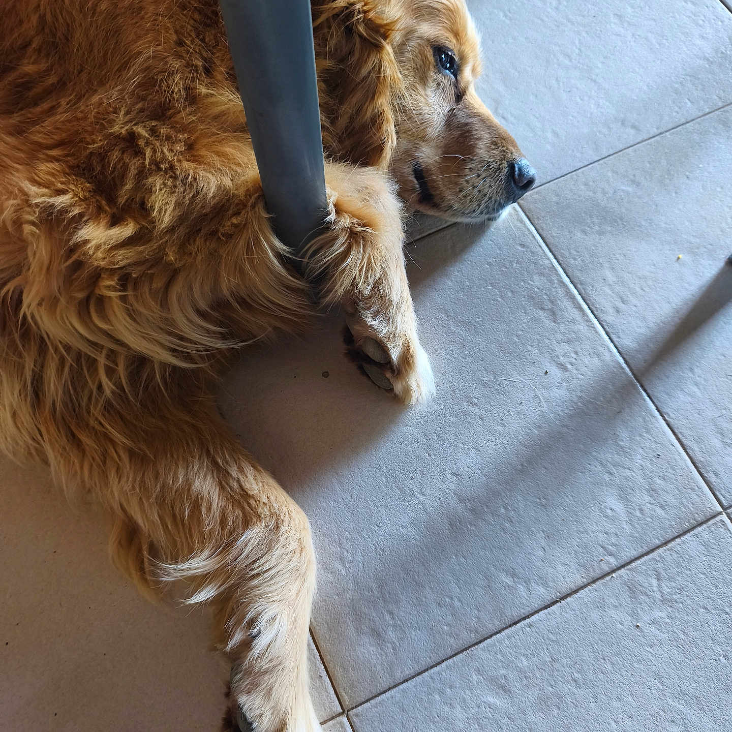 Balou