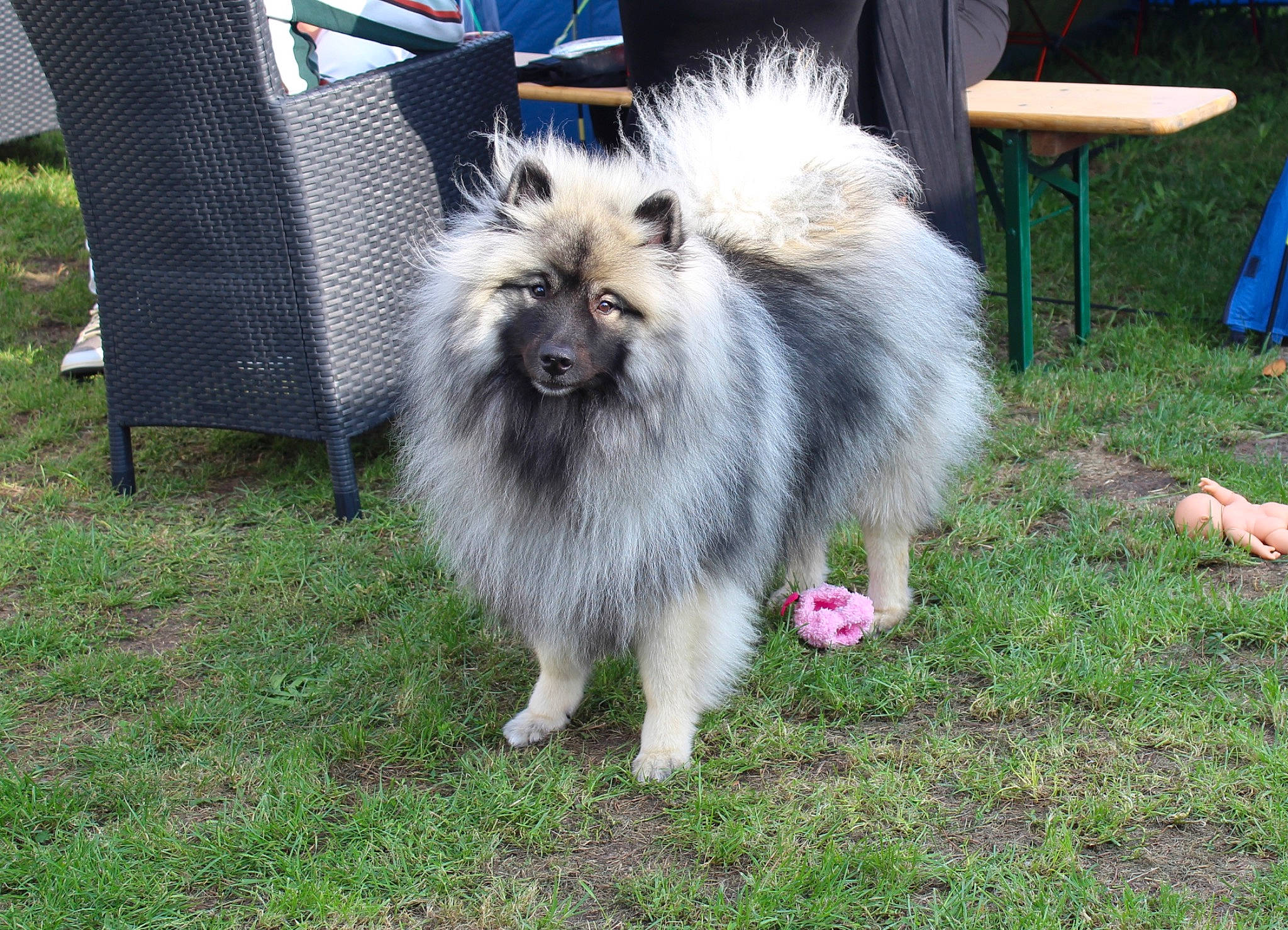 Valou a rejoint le concours — aidez-le/la à gagner de superbes lots ! canidae, carnivore, chair, companion_dog, dog, dog_breed, fawn, fur, german_spitz, german_spitz_klein, german_spitz_mittel, grass, non_sporting_group, outdoor_furniture, snout, spitz, sporting_group, tail, whiskers, working_dog