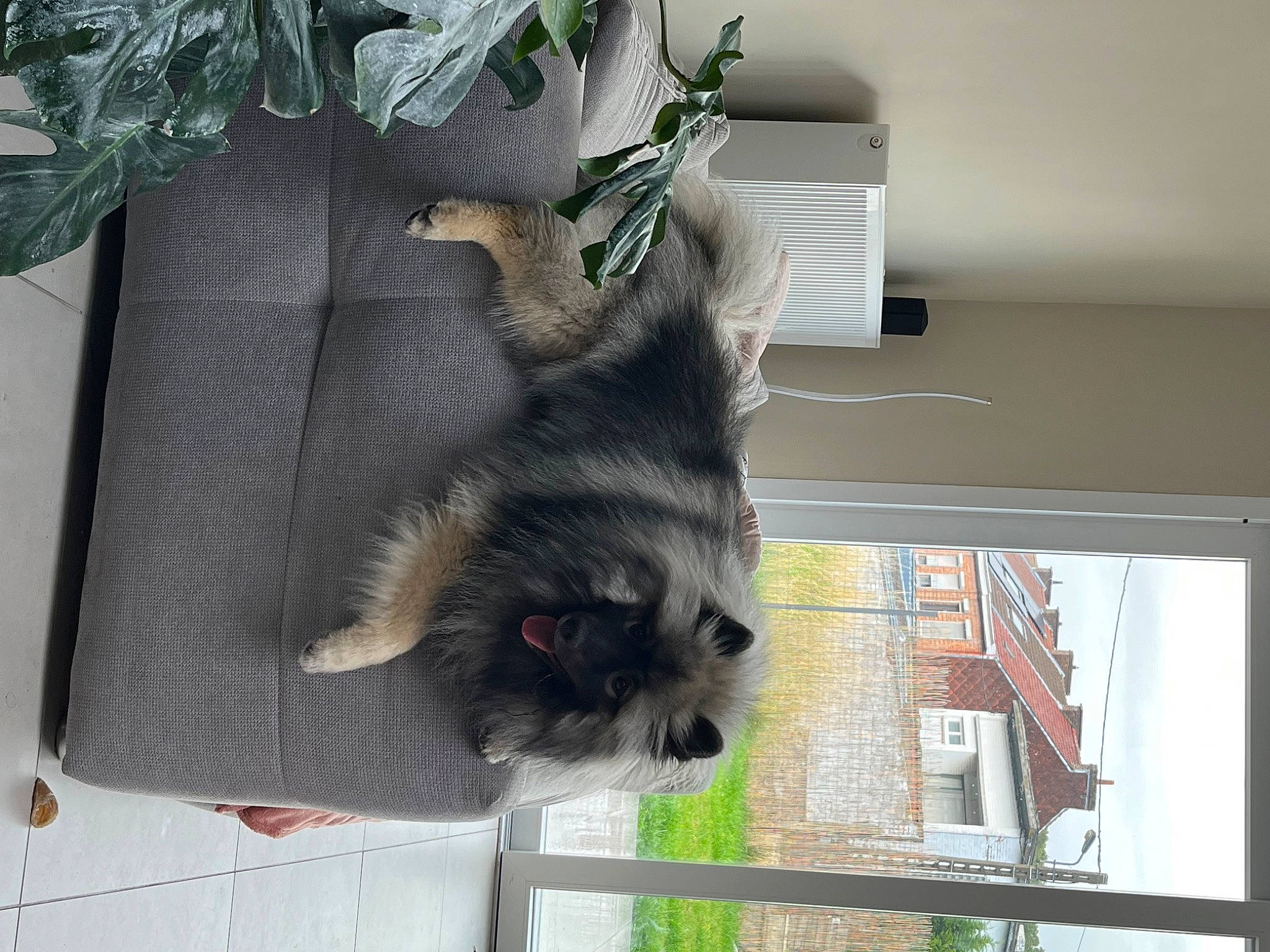 Valou a rejoint le concours — aidez-le/la à gagner de superbes lots ! canidae, carnivore, cat, collar, companion_dog, dog_breed, felidae, fur, mammal, pet_supply, small_to_medium_sized_cats, sporting_group, tail, whiskers, window, working_animal