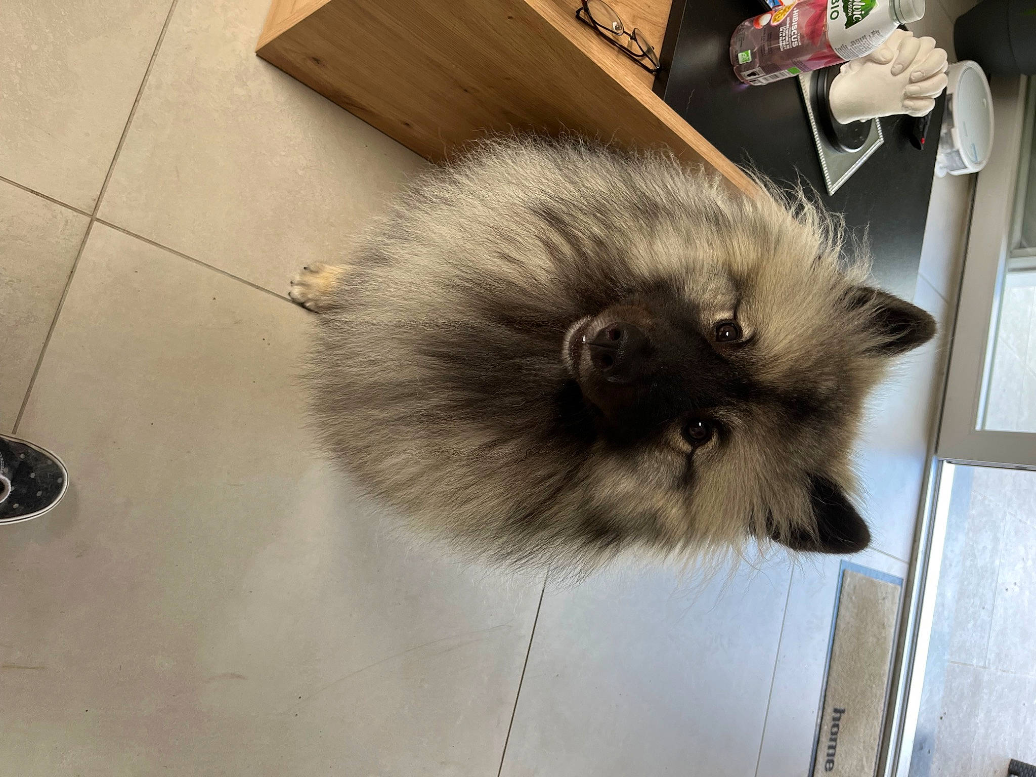 Valou participe au concours pour gagner de l'argent avec cette photo : canidae, carnivore, cat, claw, domestic_short_haired_cat, fawn, felidae, flooring, fur, hardwood, small_to_medium_sized_cats, snout, tail, tile_flooring, whiskers, wood