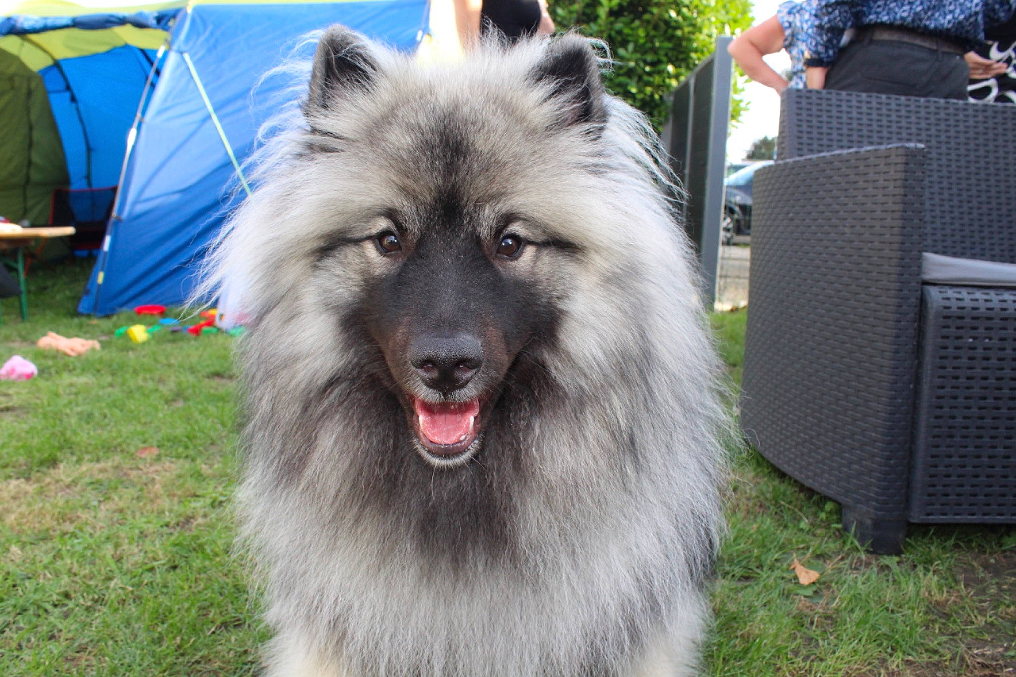 Valou a rejoint le concours — aidez-le/la à gagner de superbes lots ! canidae, canis, carnivore, companion_dog, dog, dog_breed, fang, fur, german_spitz, german_spitz_klein, german_spitz_mittel, grass, herding_dog, plant, snout, spitz, sporting_group, tent, volpino_italiano, working_animal