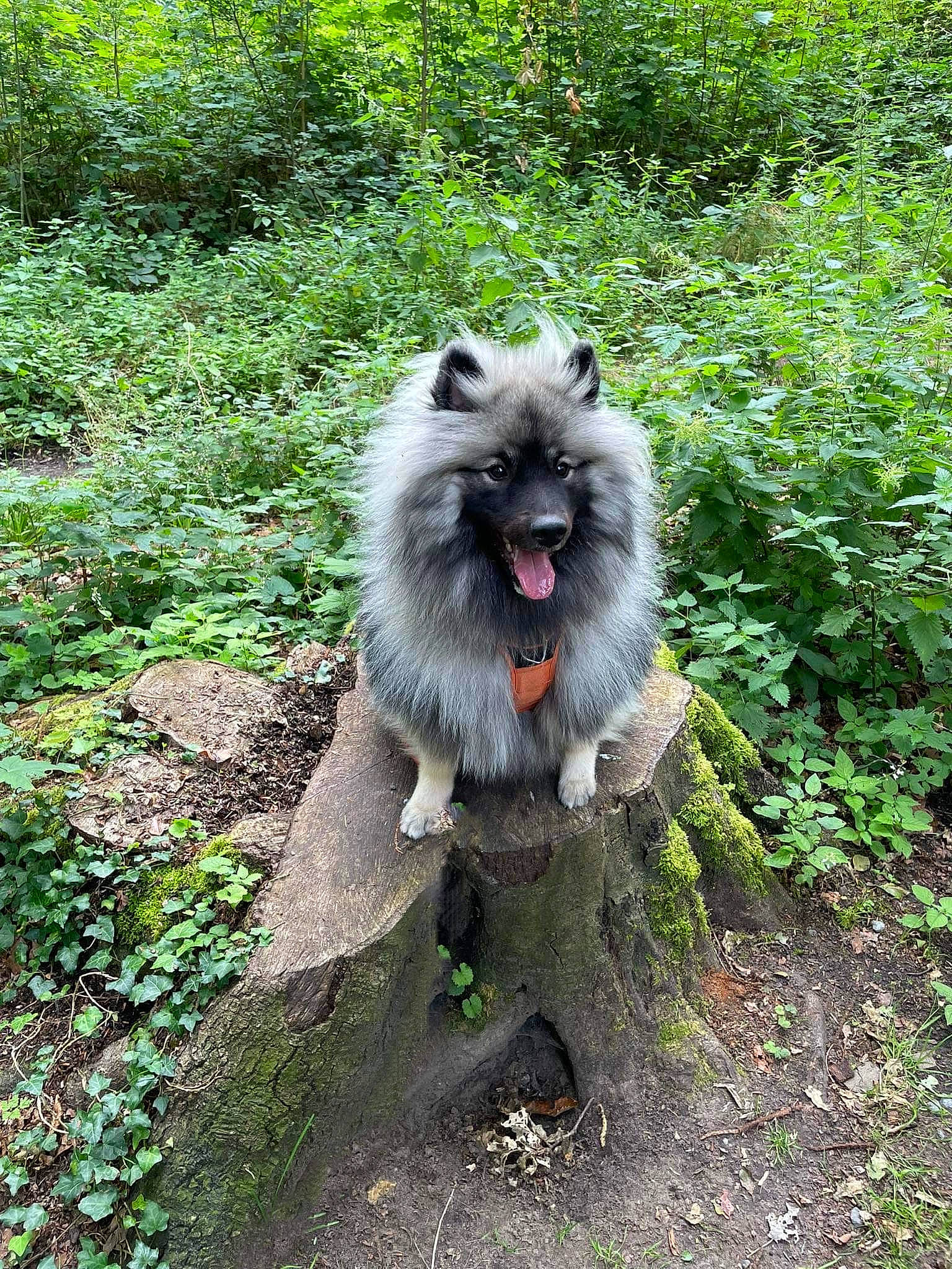 Valou participe au concours pour gagner de l'argent avec cette photo : canidae, carnivore, companion_dog, dog, dog_breed, fawn, fur, german_spitz, german_spitz_klein, grass, groundcover, plant, snout, sporting_group, tail, terrestrial_animal, volpino_italiano, whiskers, wildlife, working_animal