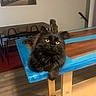 black_cat, cat, pet, animal, table, wooden_table, blue_table, indoor, furniture, yellow_eyes, long_hair, domestic_cat, relaxed, looking_up, house, room, floor, chair, painting, decor