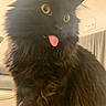 Kenda is registered to the contest to win money with this photo: cat, black_cat, long_hair, pet, indoor, blep, tongue_out, yellow_eyes, fluffy, cute, feline, whiskers, close_up, animal, domestic_animal, mammal, portrait, curious, playful, soft_lighting