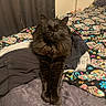Kenda joined the competition — help win amazing prizes! cat, black_cat, bed, blanket, colorful, pattern, skulls, fluffy, feline, indoor, cozy, resting, pet, animal, curtains, lamp, pillow, soft, relaxed, fur
