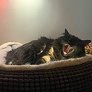 Kenda is registered to the contest to win money with this photo: cat, black_cat, pet_bed, yawning, cozy, indoor, feline, fur, animal, resting, toys, soft_light, home, relaxing, whiskers, mouth_open, cute, sleepy, domestic_cat, comfort