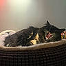 cat, black_cat, pet_bed, yawning, cozy, indoor, feline, fur, animal, resting, toys, soft_light, home, relaxing, whiskers, mouth_open, cute, sleepy, domestic_cat, comfort