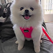 Mini joined the competition — help win amazing prizes! dog, pomeranian, white_fur, fluffy, small_dog, cute, happy, tongue_out, portrait, indoor, home, blanket, gray_blanket, pink_harness, collar, sitting, pet, window, sunlight, close_up