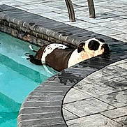 Saidee joined the competition — help win amazing prizes! dog, pool, water, tile, stone, resting, black_and_white, relaxing, outdoor, pet, animal, canine, swimming_pool, edge, summer, daytime, quiet, still, calm, leisure