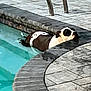 dog, pool, water, tile, stone, resting, black_and_white, relaxing, outdoor, pet, animal, canine, swimming_pool, edge, summer, daytime, quiet, still, calm, leisure