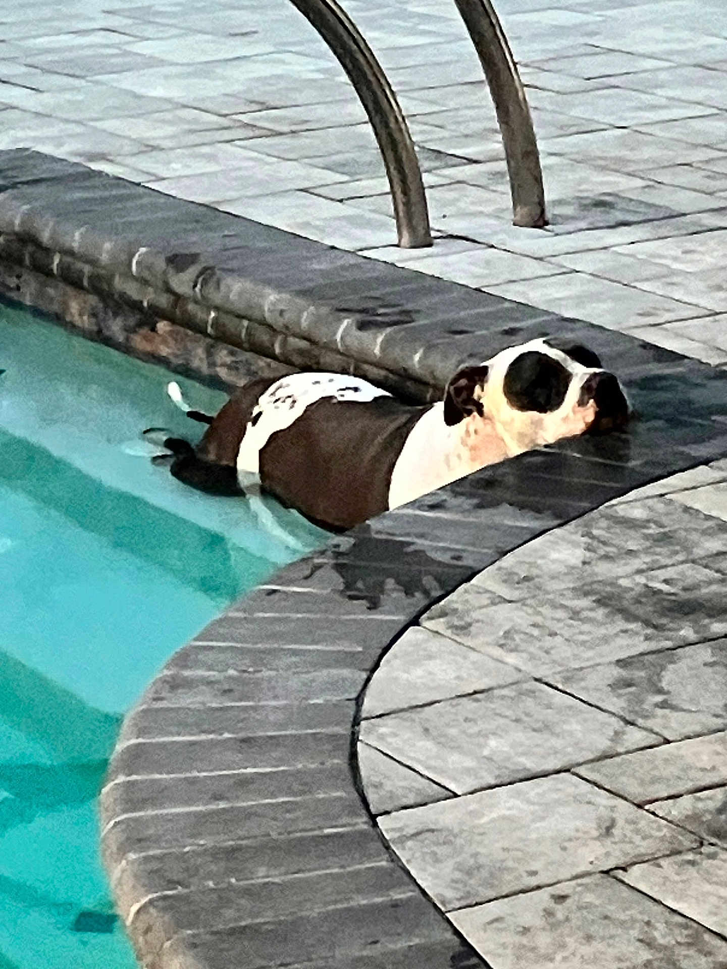 Saidee joined the competition — help win amazing prizes! dog, pool, water, tile, stone, resting, black_and_white, relaxing, outdoor, pet, animal, canine, swimming_pool, edge, summer, daytime, quiet, still, calm, leisure