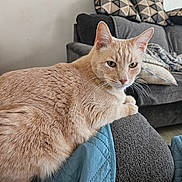 Sonny joined the competition — help win amazing prizes! animal, beige_cat, blanket, cat, couch, cozy, ears, fur, furniture, home, indoor, living_room, pet, pillows, quilted_blanket, relaxed, resting, soft_texture, tail, whiskers